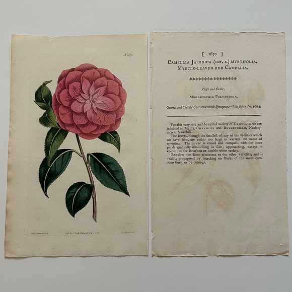6 Curtis 1800’s Hand-colored Engravings Peony, Hibiscus, Camellia, Water Lily - Picture 4 of 13